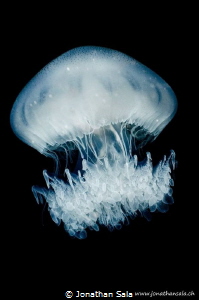 jellyfish by Jonathan Sala 